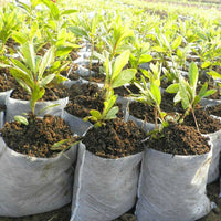 200x Non-Woven Biodegradable Grow Bags Suitable For Plant Nursery Seedling & Garden