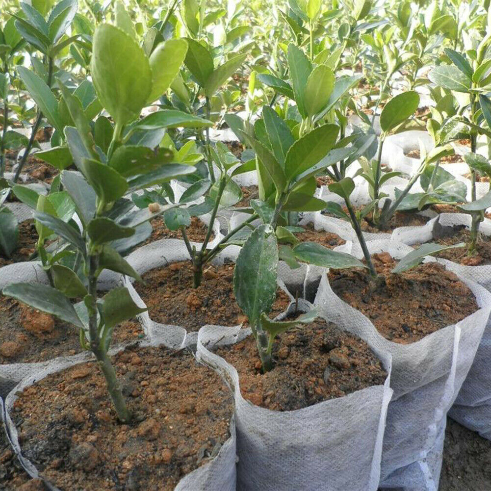 200x Non-Woven Biodegradable Grow Bags Suitable For Plant Nursery Seedling & Garden