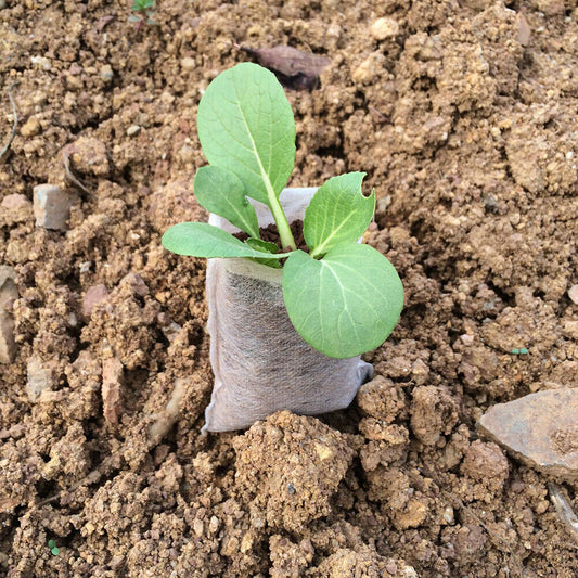 {{ Non-Woven 200PCS Biodegradable Bags Plant Grow Pot Nursery Seedling Garden }} - Buy Car Parts Online at {{ Kaka Auto Parts }}.